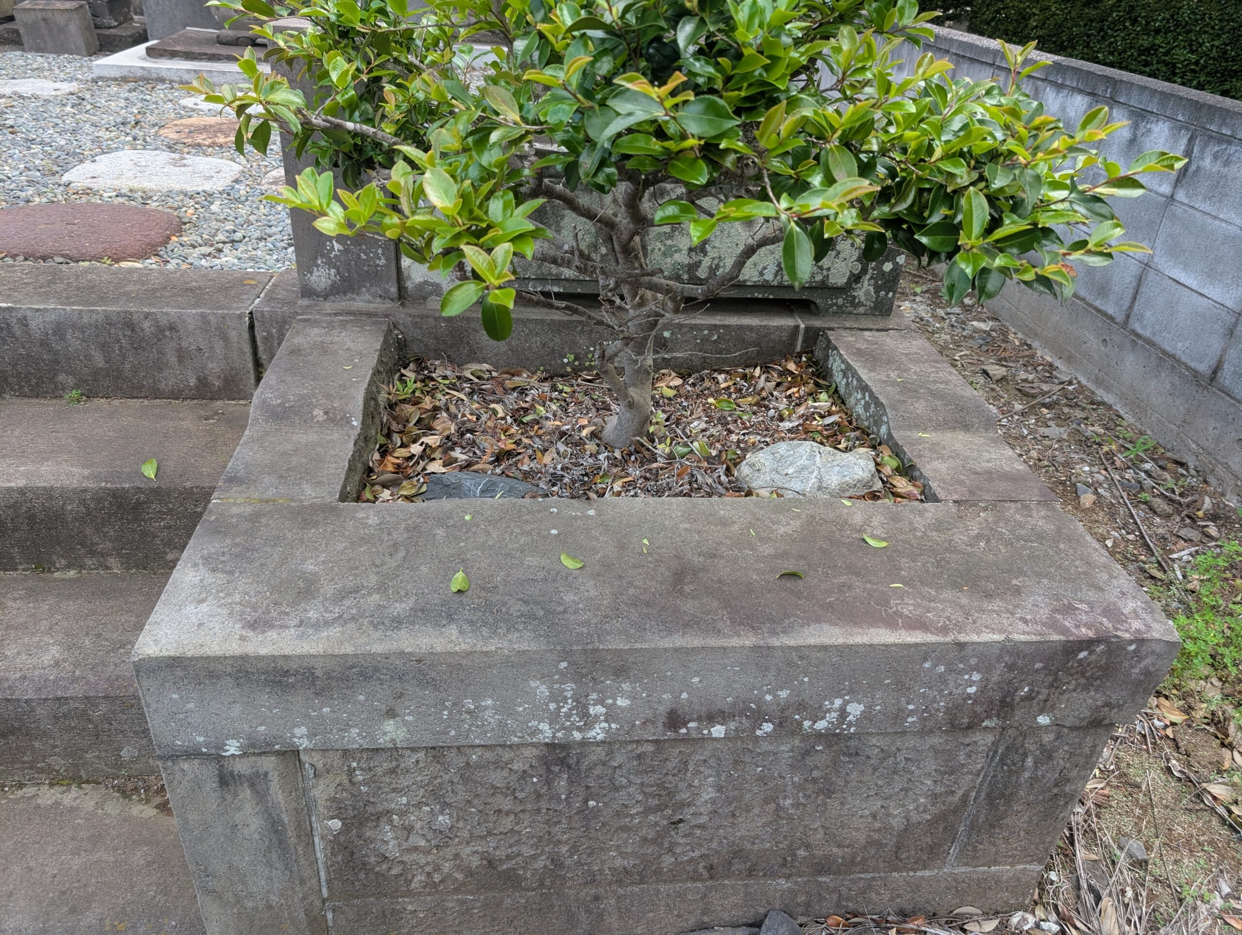 お墓リフォーム前の植栽まわり